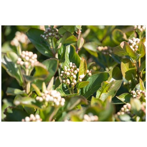 4063654316947 - Aronia melanocarpa Aron Schwarze Apfelbeere 40–60 cm