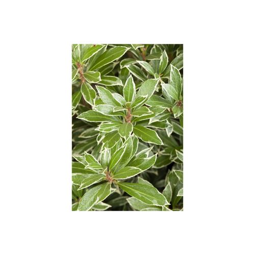 4063654253075 - Pieris japonica Little Heath Japanische Lavendelheide 20–25 cm 4063654253075 - Pieris japonica Little Heath Japanische Lavendelheide 20–25 cm