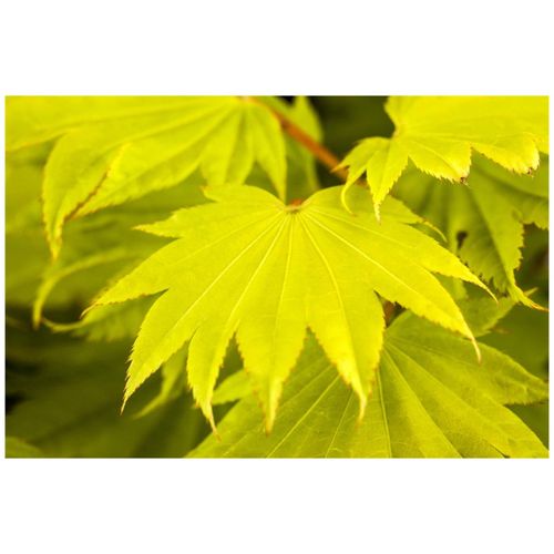 4063654803935 - Acer shirasawanum Aureum Japanischer Ahorn goldgelb 40–50 cm