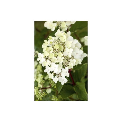 4063654347576 - Hydrangea paniculata Vanille-Fraise Rispenhortensie zweifarbig 40–60 cm 4063654347576 - Hydrangea paniculata Vanille-Fraise Rispenhortensie zweifarbig 40–60 cm