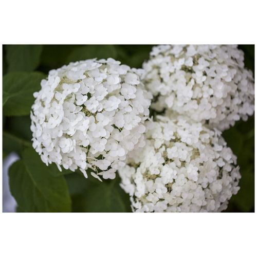 4063654347415 - Hydrangea arborescens Strong Annabelle Schneeballhortensie weiß 40–60 cm