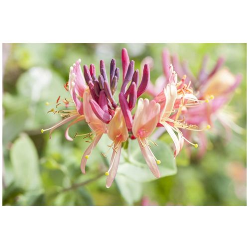 4063654261841 - Lonicera periclymenum Serotina Geißblatt rot-gelb 60–100 cm