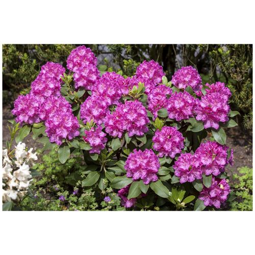 4063654234579 - Rhododendron Hybr Claudine rosa Blüten 30–40 cm 4063654234579 - Rhododendron Hybr Claudine rosa Blüten 30–40 cm