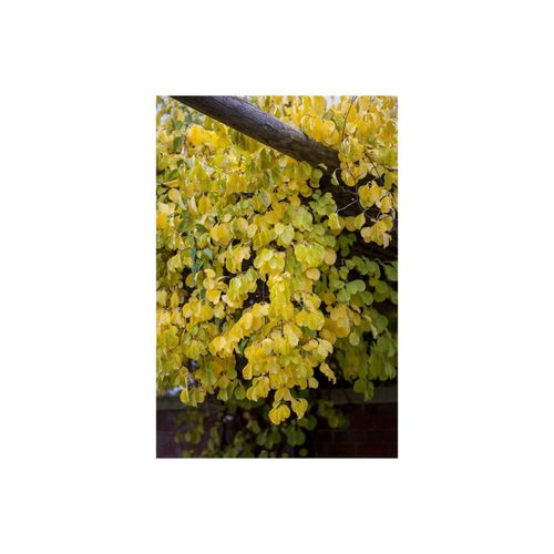 4063654002789 - Celastrus orbiculatus Hercules Kletterpflanze 150–200 cm 4063654002789 - Celastrus orbiculatus Hercules Kletterpflanze 150–200 cm