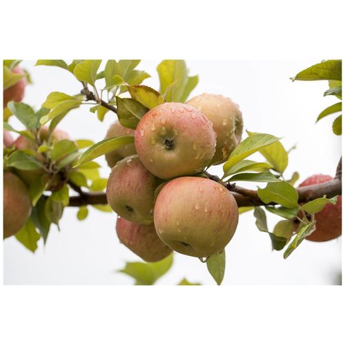 4063654281511 - Malus Goldparmäne Apfelbaum 150–200 cm aromatisch 4063654281511 - Malus Goldparmäne Apfelbaum 150–200 cm aromatisch
