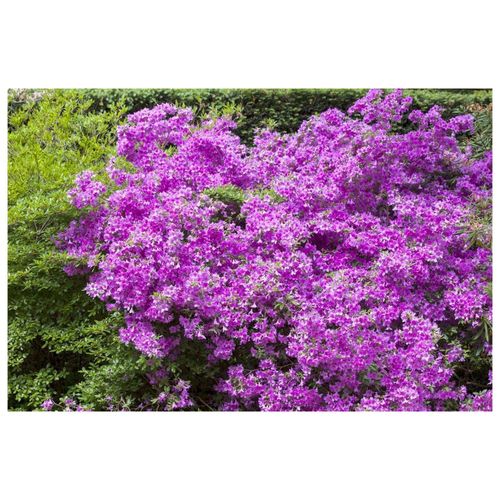 4063654085188 - Rhododendron obtusum Purpurtraum Azalee purpur 20–25 cm