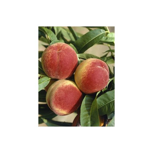 4063654250647 - Prunus persica South Haven Pfirsichbaum 150–200 cm