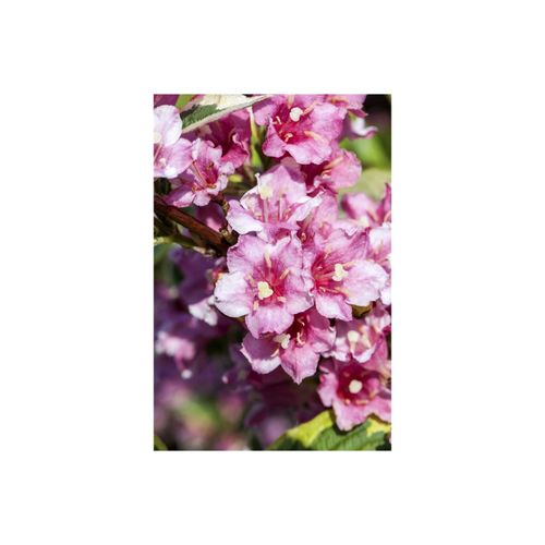 4063654805755 - Weigela florida Nana Variegata Weigelie buntlaubig 125–150 cm 4063654805755 - Weigela florida Nana Variegata Weigelie buntlaubig 125–150 cm