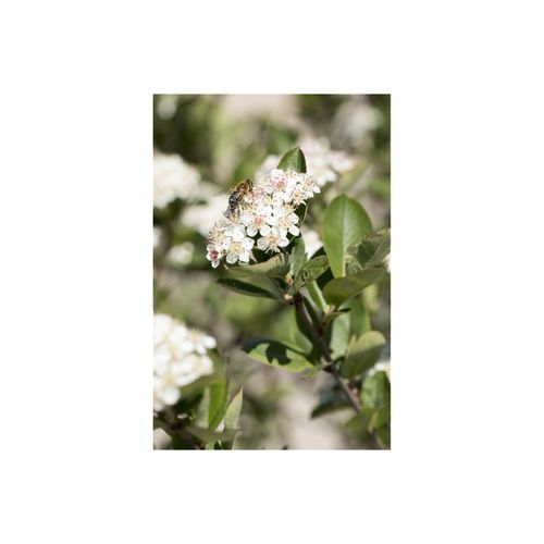4063654326717 - Aronia prunifolia Nero Apfelbeere schwarz 40–60 cm 4063654326717 - Aronia prunifolia Nero Apfelbeere schwarz 40–60 cm
