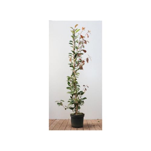 4063654254652 - Photinia fraseri Red Robin Glanzmispel rot 125–150 cm