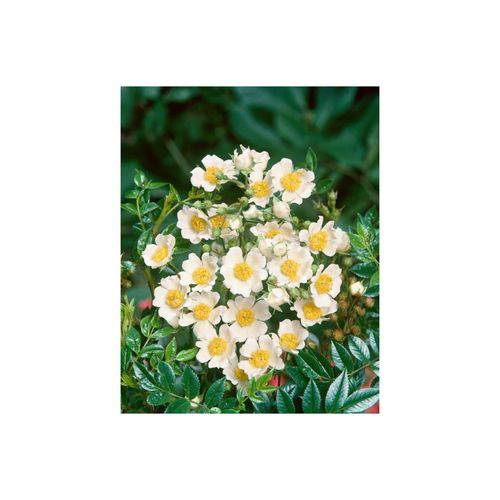 4063654799993 - Rosa arvensis Feldrose weiß 40–60 cm