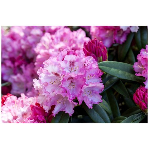 4063654086581 - Rhododendron yakushimanum Arabella rosa Blüten 40–50 cm 4063654086581 - Rhododendron yakushimanum Arabella rosa Blüten 40–50 cm