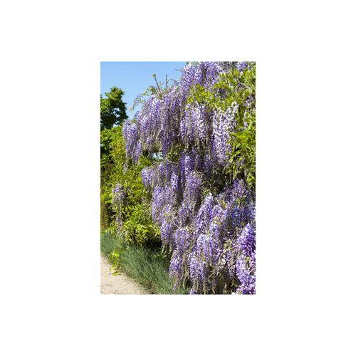 4063654275152 - Wisteria floribunda Macrobotrys Japanische Blauregen 60–100 cm