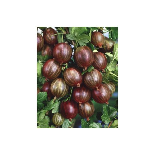 4063654237969 - Ribes uva-crispa Hinnonmäki rot Stachelbeere rot 60 cm Stammhöhe