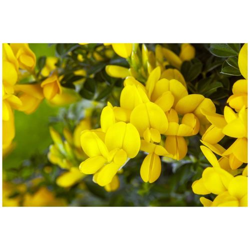 4063654243434 - Genista tinctoria Royal Gold Färber-Ginster goldgelb 40–60 cm