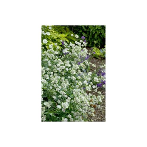 4063654289203 - Astrantia major Margery Fish Sterndolde rosa ca 11x11 cm Topf