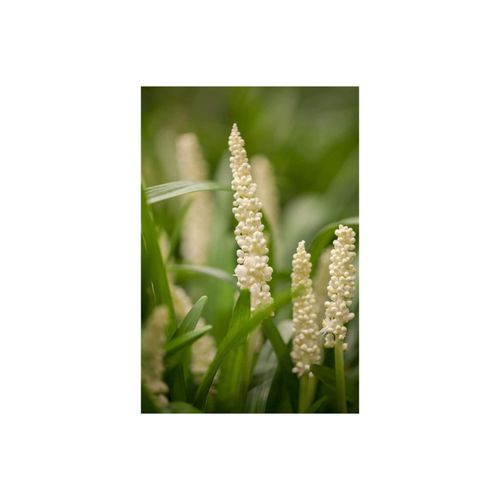 4063654303206 - Liriope muscari Monroe White Lilientraube weiß ca 9x9 cm Topf 4063654303206 - Liriope muscari Monroe White Lilientraube weiß ca 9x9 cm Topf