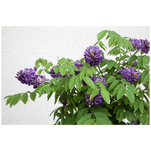 4063654280668 - Wisteria frutescens Longwood Purple Amerikanische Glyzinie 60–100 cm