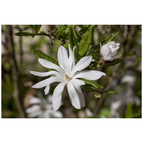 4063654814849 - Magnolia stellata Sternmagnolie weiß 40–60 cm