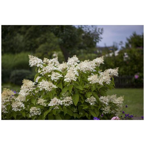 4063654232490 - Hydrangea paniculata Unique Rispenhortensie weiß 40–60 cm