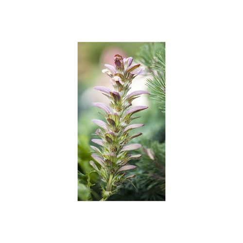 4063654255482 - Acanthus hungaricus Bärenklau ca 9x9 cm Topf dekorativ
