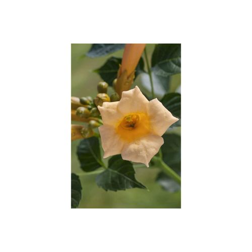 4063654284222 - Campsis radicans Golden Trumpet Trompetenblume gelb 40–60 cm