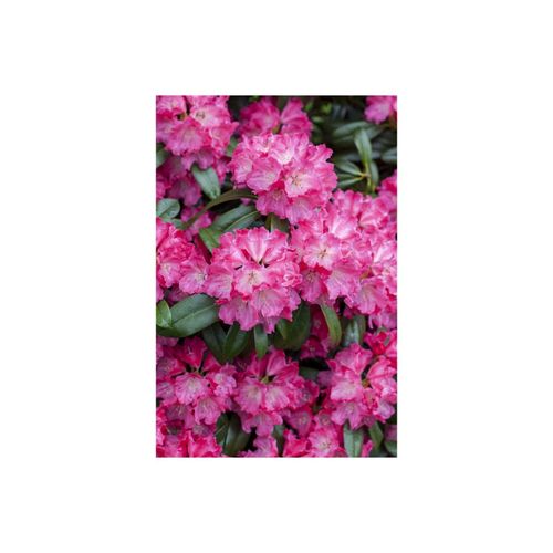 4063654073314 - Rhododendron Hybr Germania Rhododendron rosa 40–50 cm 4063654073314 - Rhododendron Hybr Germania Rhododendron rosa 40–50 cm
