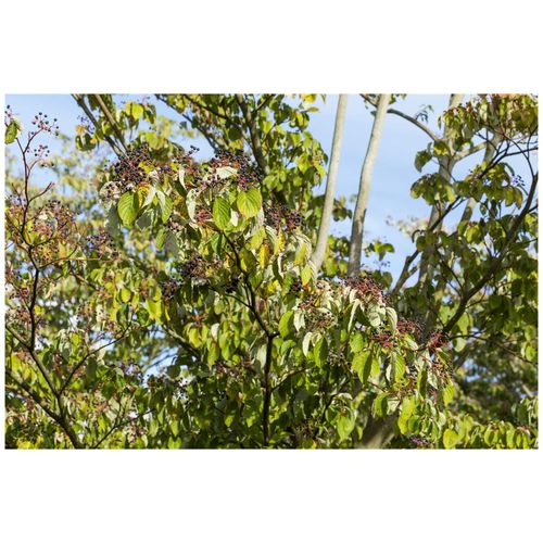 4063654819356 - Cornus sanguinea Roter Hartriegel 60–100 cm