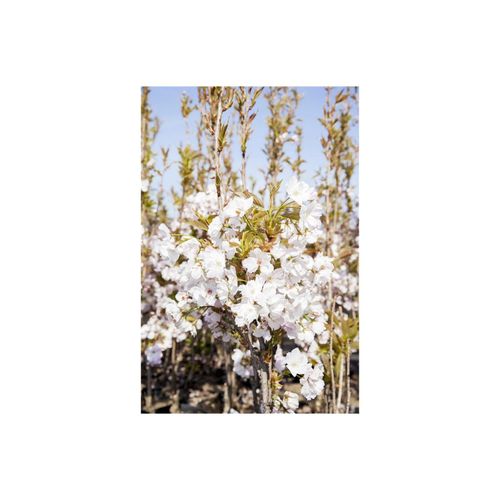 4063654231059 - Prunus serrulata Amanogawa Japanische Säulenkirsche rosa 100–150 cm 4063654231059 - Prunus serrulata Amanogawa Japanische Säulenkirsche rosa 100–150 cm