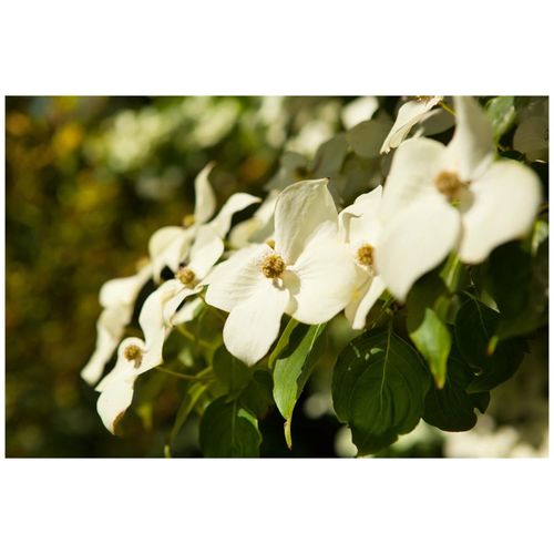 4063654244974 - Cornus kousa chinensis Chinesischer Blumen-Hartriegel 60–80 cm