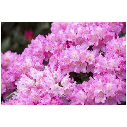 4063654329503 - Rhododendron yakushimanum Kalinka rosa Blüten 40–50 cm 4063654329503 - Rhododendron yakushimanum Kalinka rosa Blüten 40–50 cm