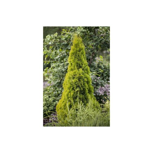 4063654810919 - Thuja occidentalis Golden Smaragd Lebensbaum goldgrün 60–80 cm 4063654810919 - Thuja occidentalis Golden Smaragd Lebensbaum goldgrün 60–80 cm