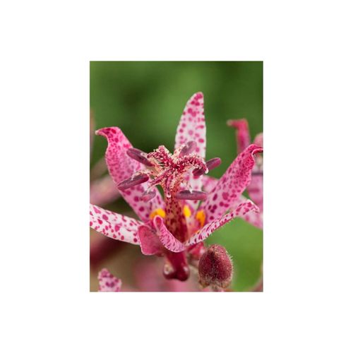 4063654313588 - Tricyrtis hirta Sinonome Krötenlilie weiß-violett ca 9x9 cm Topf 4063654313588 - Tricyrtis hirta Sinonome Krötenlilie weiß-violett ca 9x9 cm Topf