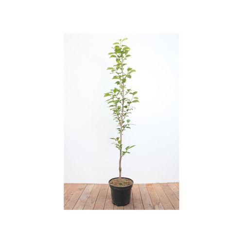 4063654100997 - Diospyros kaki Ernesto Kaki 125–150 cm süß und saftig 4063654100997 - Diospyros kaki Ernesto Kaki 125–150 cm süß und saftig