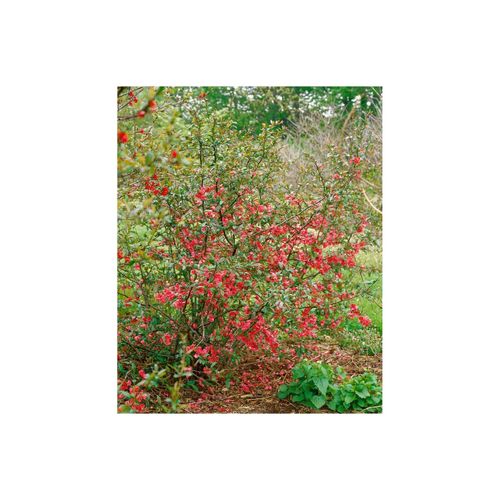 4063654237709 - Chaenomeles Rubra Zierquitte rot 40–60 cm