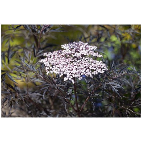 4063654250227 - Sambucus nigra Black Lace Schwarzer Holunder dunkelrot 40–60 cm 4063654250227 - Sambucus nigra Black Lace Schwarzer Holunder dunkelrot 40–60 cm