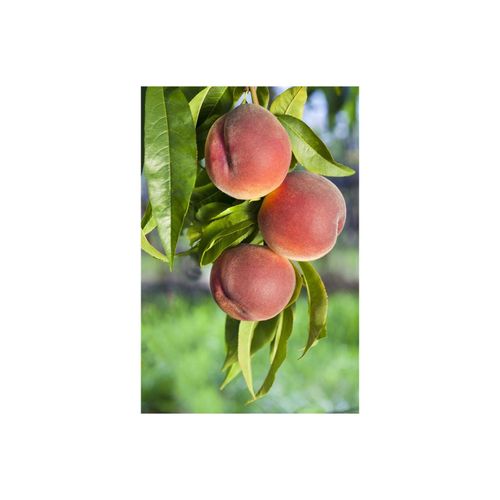 4063654245483 - Prunus persica Roter Weinbergpfirsich Pfirsichbaum 150–200 cm