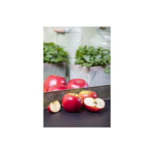 4063654240105 - Malus Topaz -S- Apfelbaum 40 cm Stammhöhe 4063654240105 - Malus Topaz -S- Apfelbaum 40 cm Stammhöhe