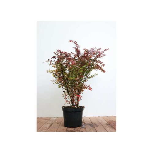 4063654229346 - Berberis thunbergii Atropurpurea Blutberberitze purpurrot 60–80 cm 4063654229346 - Berberis thunbergii Atropurpurea Blutberberitze purpurrot 60–80 cm