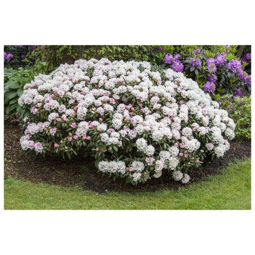 4063654082255 - Rhododendron yakushimanum Dreamland rosa Blüten 40–50 cm
