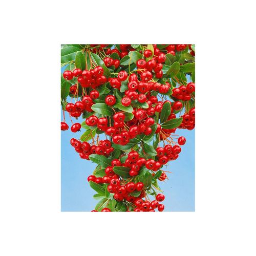 4063654334071 - Pyracantha Red Column Feuerdorn leuchtend rot 100–125 cm 4063654334071 - Pyracantha Red Column Feuerdorn leuchtend rot 100–125 cm