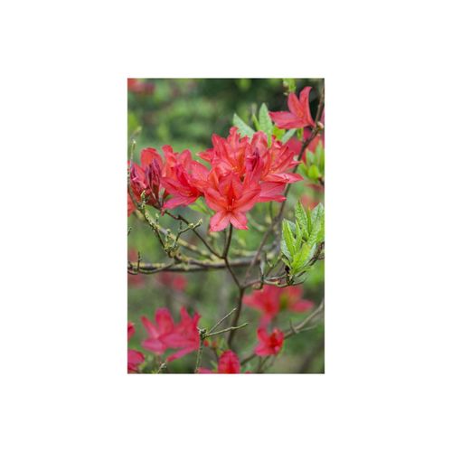 4063654069836 - Rhododendron luteum Satan gelb 30–40 cm 4063654069836 - Rhododendron luteum Satan gelb 30–40 cm