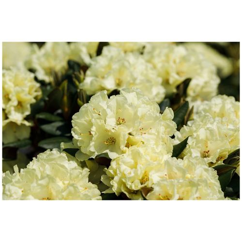4063654085584 - Rhododendron yakushimanum Centennial Gold gelb 30–40 cm 4063654085584 - Rhododendron yakushimanum Centennial Gold gelb 30–40 cm