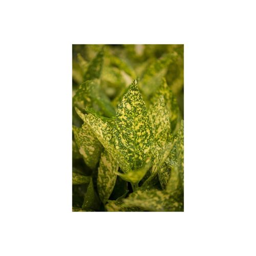 4063654800200 - Aucuba japonica Variegata Japanische Aukube buntes Laub 40–60 cm 4063654800200 - Aucuba japonica Variegata Japanische Aukube buntes Laub 40–60 cm
