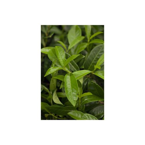 4063654820307 - Prunus laurocerasus Diana Kirschlorbeer immergrün 40–60 cm 4063654820307 - Prunus laurocerasus Diana Kirschlorbeer immergrün 40–60 cm