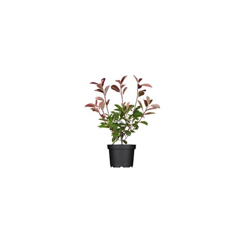 4063654225553 - Photinia fraseri Red Robin Glanzmispel rot 40–60 cm