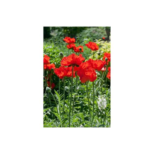 4063654306689 - Papaver orientale Rembrandt Türkischer Mohn rot ca 9x9 cm Topf