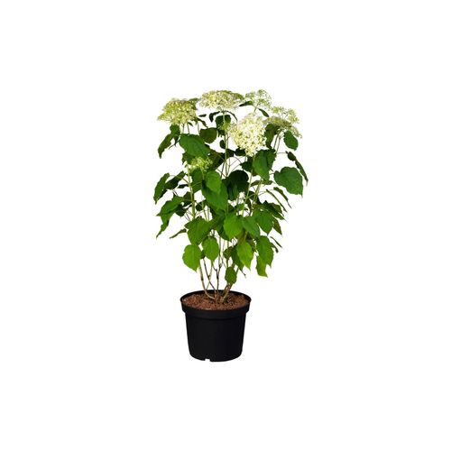 4063654223825 - Hydrangea arborescens Annabelle Schneeballhortensie weiß 40–60 cm