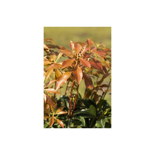 4063654241836 - Pieris japonica Mountain Fire Japanische Lavendelheide 40–50 cm 4063654241836 - Pieris japonica Mountain Fire Japanische Lavendelheide 40–50 cm