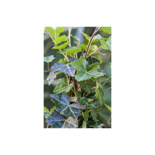 4063654808626 - Hedera helix Hibernica Irischer Efeu 150–200 cm 4063654808626 - Hedera helix Hibernica Irischer Efeu 150–200 cm